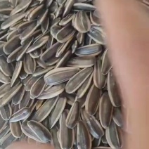 葵花籽