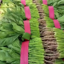 菠菜
