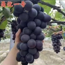 甬优一号葡萄苗，粒子大味甜多汁，中晚熟，抗病丰产保纯保活