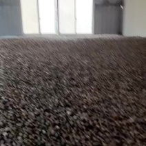 广西茶籽高山小籽茶果油茶籽老品种茶籽仁