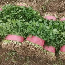 80亩香菜