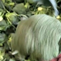 精品西兰花大量供应