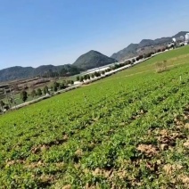 豆苗