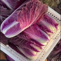 紫白菜
