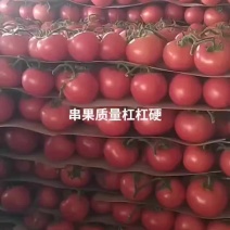口感西红柿