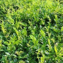 张家界莓茶
