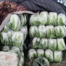 精品大白菜继续走货中