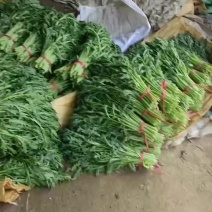 皇帝菜