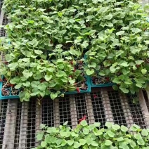 嫁接羊角蜜甜瓜苗育苗基地全国发货免费技术指导