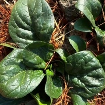 河南趴地菠菜