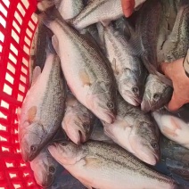 鲈鱼鳜鱼养殖户长期供应优质标准加州鲈鱼，淡水鲈鱼