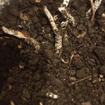 贵州冬虫夏草