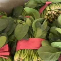 大叶菠菜聊城