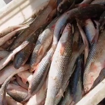 海梭鱼