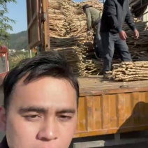 广西华南9号黄心黄肉木薯种子