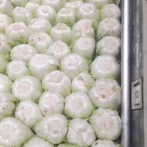 大白菜