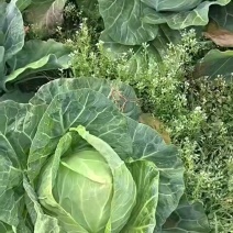 甘蓝市场货电商货都有量大