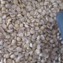 大量直销碎大豆，上地豆，肥料豆，养殖豆
