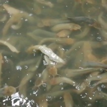 塘角鱼