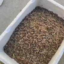 云南土蚂蚱