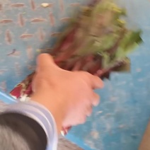 湖北红菜苔，白菜苔大量有货，欢迎订单