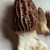 羊肚菌
