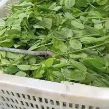 豌豆尖