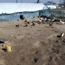 江苏镇江丹阳市老鹅