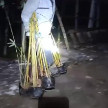 精品琴丝竹