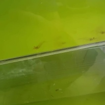 大眼贼批发花臂虾