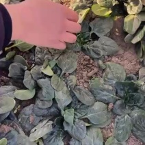 趴地菠菜～纯趴