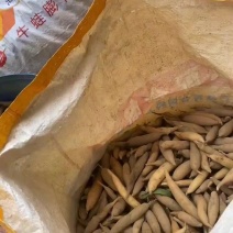 现挖自家种植三年鲜品天冬