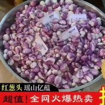 红葱头去皮葱米代加工