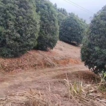 10米冠桂花树
