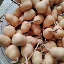 胖墩葫芦