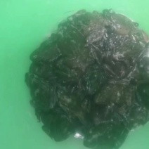 林蛙
