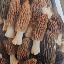 庄河羊肚菌