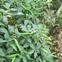红米椒