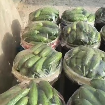 黄瓜漏