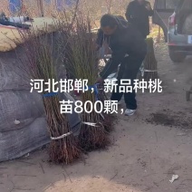 油桃苗，蟠桃苗