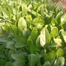 精品小菠菜三排