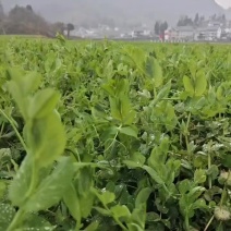 豌豆苗品质**欢迎咨询采购供货稳定价格美丽