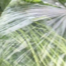 湖北阳新宝塔芦蒿种植基地、产品质量稳定、价格合理！