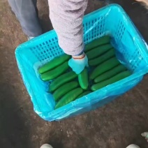 绿皮西葫芦