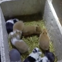 宠物兔。物流费用自理！