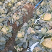 108甘蓝，***********