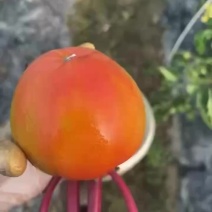 西红柿番茄