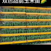 常年出售玉米苗