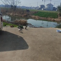 鸽子