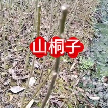 毛叶山桐子，